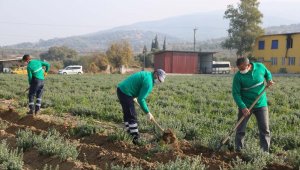 Koronavirüsün düşmanı kekik kışa hazırlanıyor
