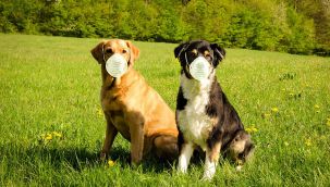 Koronayı koklayarak buluyorlar