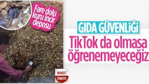 Kuru incir deposu farelerle doldu