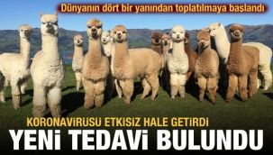 Lama antikorları koronavirüsü etkisiz hale getirdi