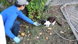 Marmaris Belediyesi sokak hayvanlarını unutmadı