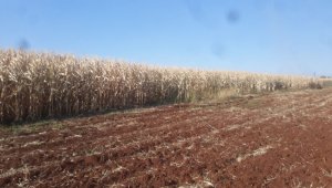 Mısır tarlasında alevlerin arasında kalan çocuk öldü