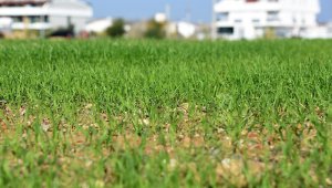 Muratpaşa'nın buğdayları filizlendi