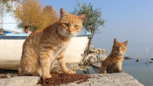 Nilüfer'de sokak hayvanları yalnız değil