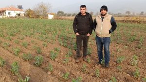 Ödemiş'te bakla boy verdi, bezelye ekimleri sürüyor