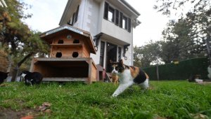 Osmangazi'de 8 bin 451 can dostu sağlığına kavuştu