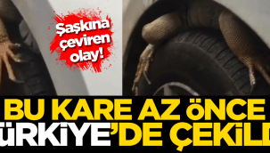 Otomobilden zor çıkarıldı! İguana'nın inadı