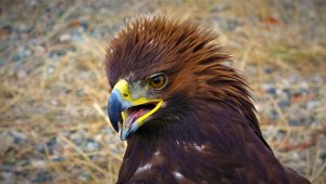 Özgürlüğe kanat çırpmak için ilkbaharı bekliyorlar