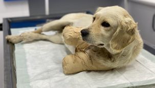 Patileri kesme cezası 809 lira!