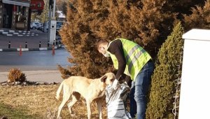 Safranbolu Belediyesi can dostlarını yalnız bırakmadı