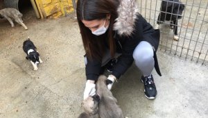 Sahipsiz hayvanlara mama desteği sürüyor