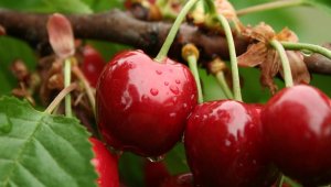 Salihli kirazı mercek altında