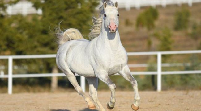 Şampiyon atların spermleri de satıldı