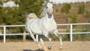 Şampiyon atların spermleri de satıldı