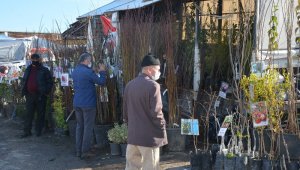 Sinop'ta köylere göç arttı, fidan satışlarını patladı