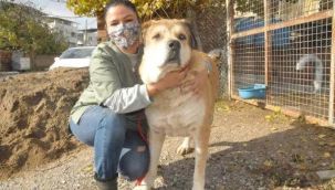 Sokakta bitkin bulduğu köpeği bakın ne hale getirdi