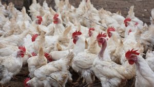 Son bir ayda görülmeye başladı, tek çaresi 'aşı'