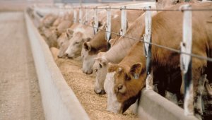 Talas'ta çiftçilere uzaktan eğitim