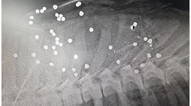 Tam 42 saçmayla vuruldu