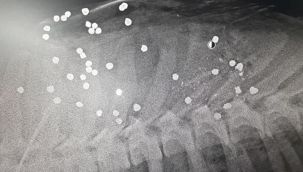 Tam 42 saçmayla vuruldu