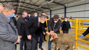 Tekirdağ'da 34 adet merinos ırkı koç dağıtıldı