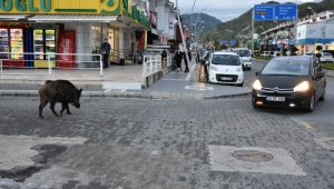 Turizm beldeleri domuzlara kaldı