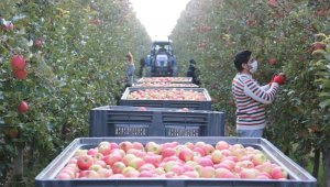 Türkiye'nin elma deposunda son hasat yapıldı