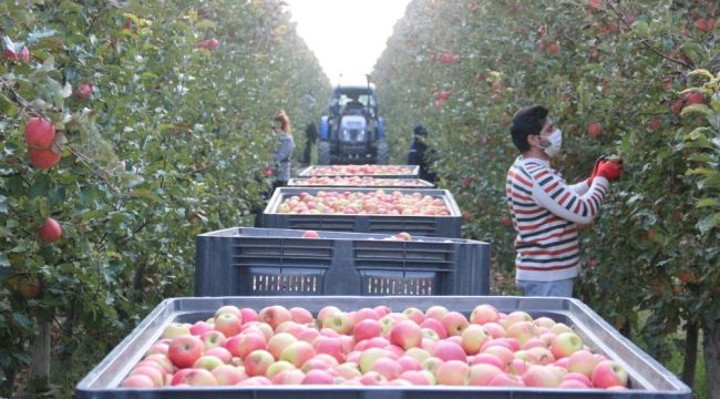 Türkiye'nin elma deposunda son hasat yapıldı