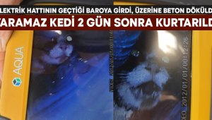 Üzerine beton dökülen kedi 2 gün sonra kurtarıldı