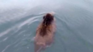 Van Gölü Canavarı sandılar, domuz çıktı