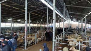 Yem fiyatları fırladı, üretici zorda