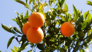 Zam şampiyonu Portakal oldu