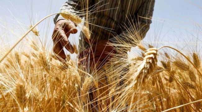 400 bin ton ekmeklik buğday ithal edilecek