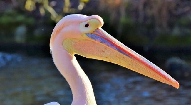 750 pelikanın ölüm nedeni açıklandı