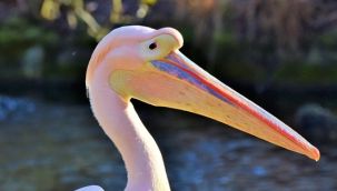 750 pelikanın ölüm nedeni açıklandı