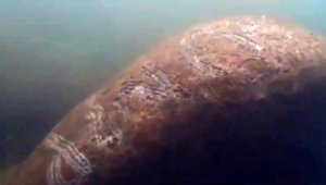 ABD'de deniz ineğinin üzerine "Trump" yazıldı