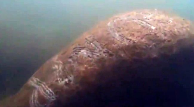 ABD'de deniz ineğinin üzerine "Trump" yazıldı