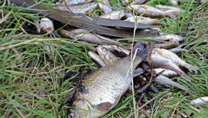 Antalya'da balık ölümleriyle ilgili 10 işletme kapatıldı