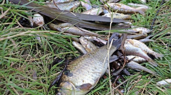 Antalya'da balık ölümleriyle ilgili 10 işletme kapatıldı