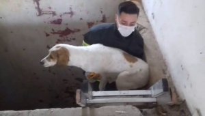 Asansör boşluğuna düşen köpek böyle kurtarıldı