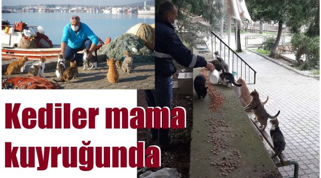 Ayvalık Belediyesi 10 ton mama dağıttı