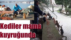 Ayvalık Belediyesi 10 ton mama dağıttı