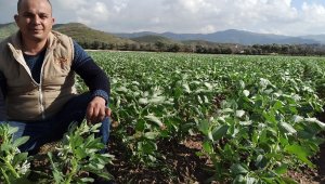 Bakla ve bezelye çiçek açtı