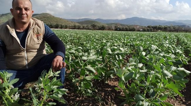 Bakla ve bezelye çiçek açtı