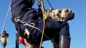 Bitkin haldeki kuğu ve ırmağa düşen köpek kurtarıldı