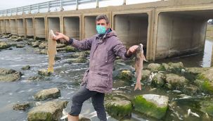 Bu balıklar neden öldü?