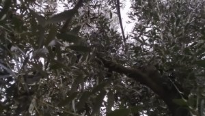 Bu kadarına da pes: Hırsızlar köyün telefon kablolarını çaldı 