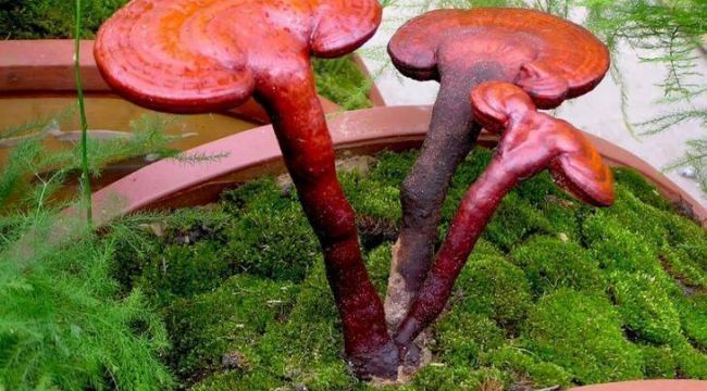 Bu mantar altından pahalı