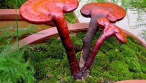 Bu mantar altından pahalı