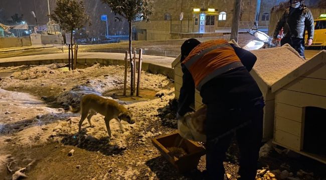 Buca Belediyesi, soğuk havalarda minik dostlarını unutmadı